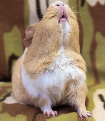 A guinea pig stretching its neck upwards