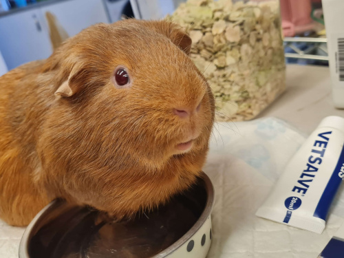 Rusty having a foot soak