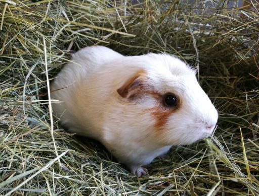 Guinea pig in hay