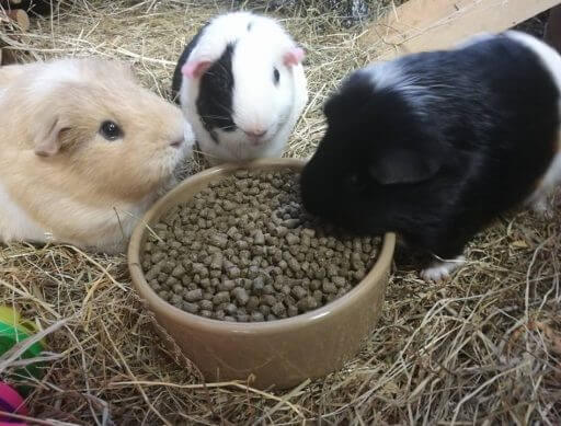 Three guinea pigs at a bowl of pellets