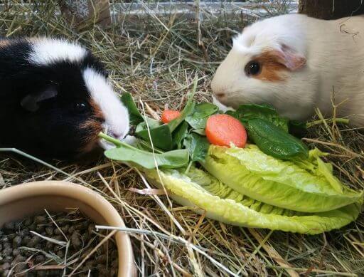 Guinea pigs with vegetables