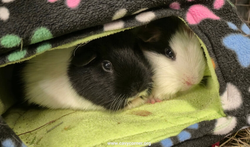 Two guinea pigs sat together under a blanket