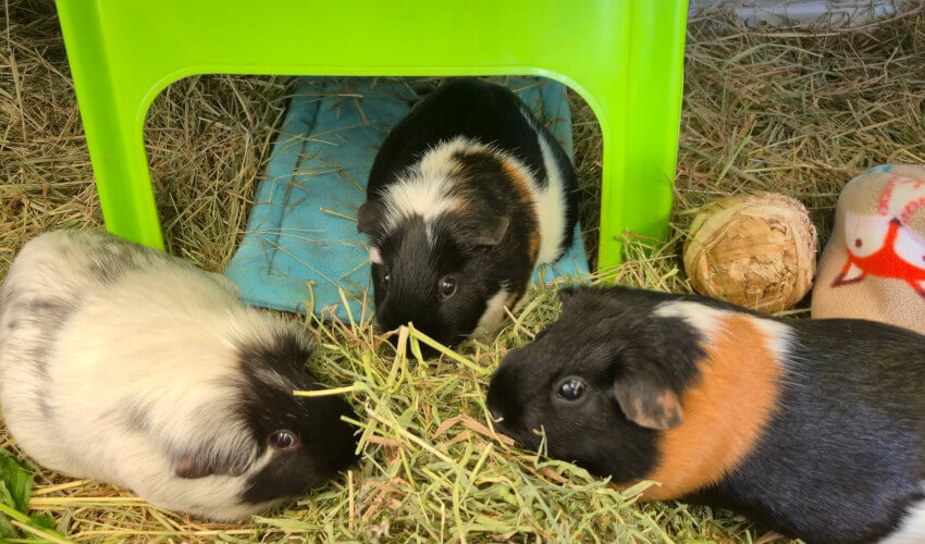 Three guinea pigs together with hay