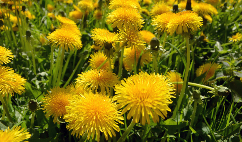 A patch of dandelions