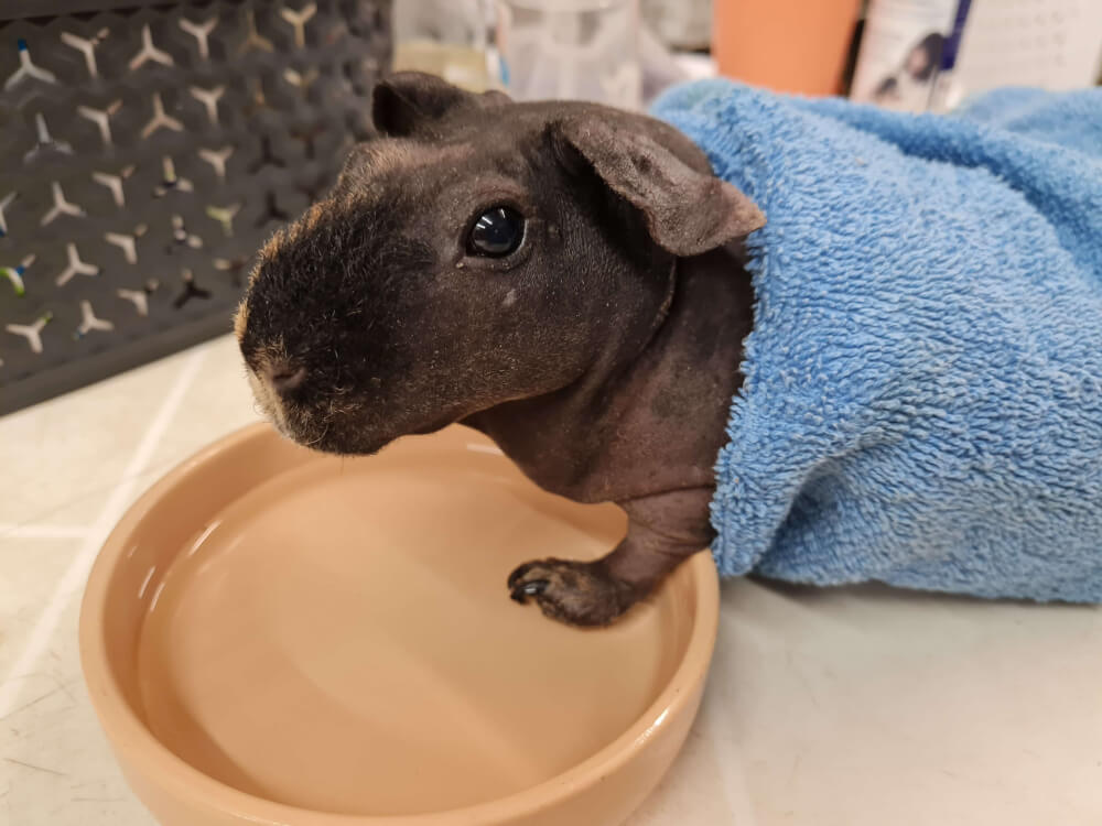 guinea-pig-doris-footsoak