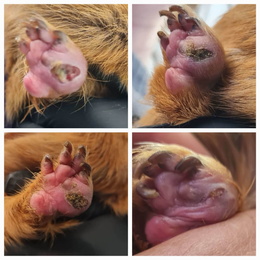 Different stages of Guinea Pig Bumblefoot