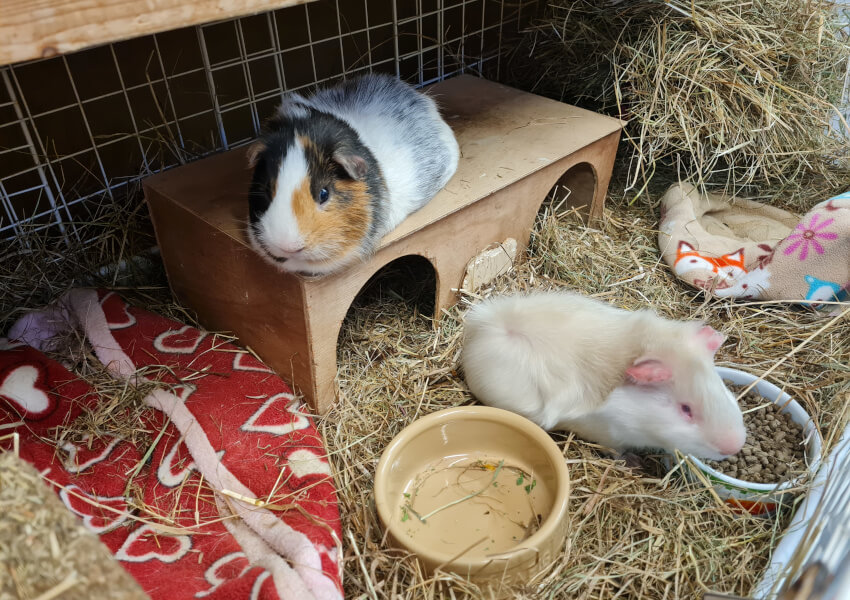 Two guineas in a cage, one eating pellets