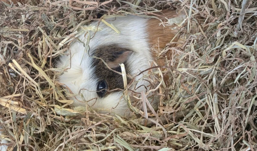 Guinea Pig hidden in hay