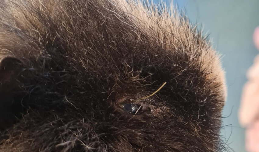 Eye of guinea with a hay poke