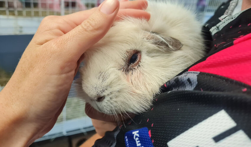 Guinea with poorly eye from a hay poke