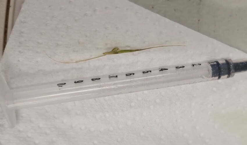 Hay and syringe