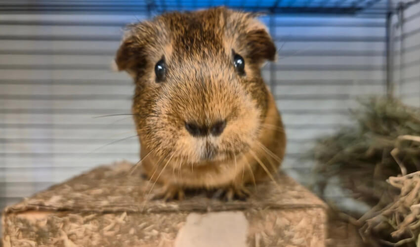 Brown guinea pig in a cage