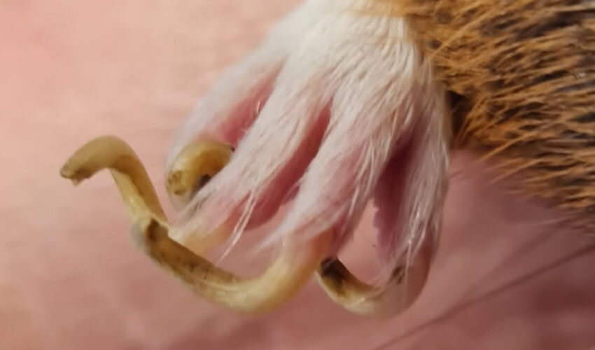 Overgrown guinea pig nails