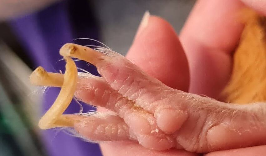 Guinea pig's overgrown nails