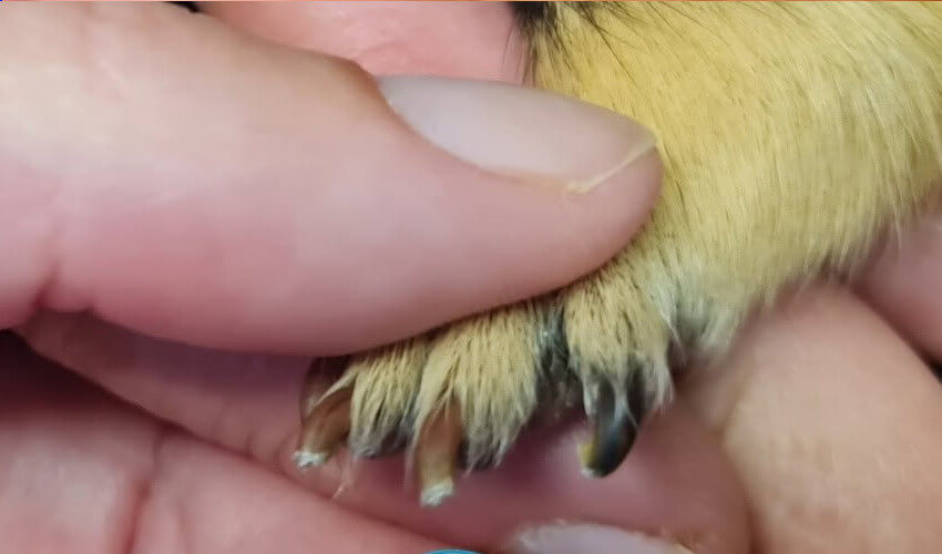 Guinea pig's clipped nails