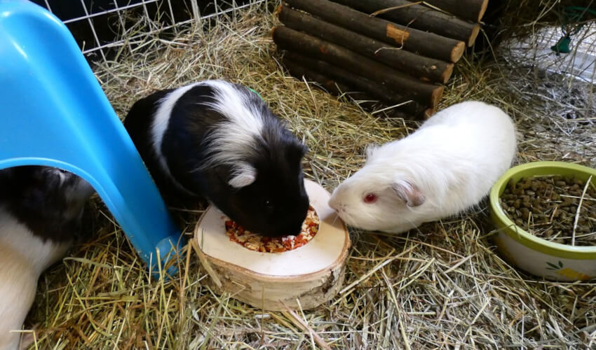 Guinea pigs in a cage eating treats