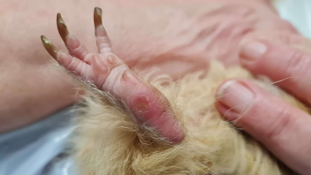 Guinea Pig urine scald