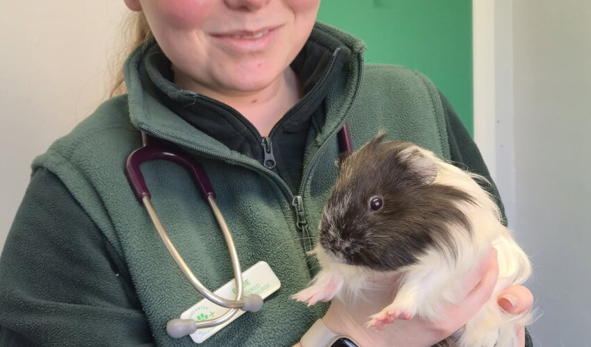 Vet with a stethoscope holding a guinea pig