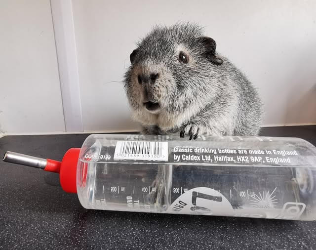 Guinea pig with paws on water bottle
