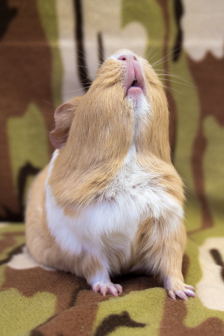 Elf - Taken at Cavy Corner in February 2018