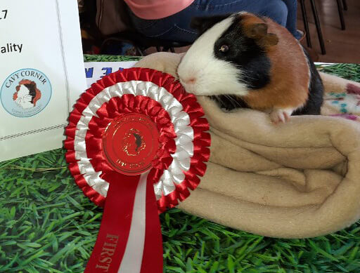 Guinea pig with a rosette
