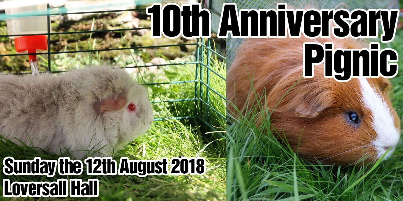 10th Anniversary Pignic Poster