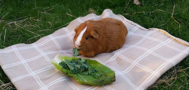 Guinea pig on a mat eating green vegetables