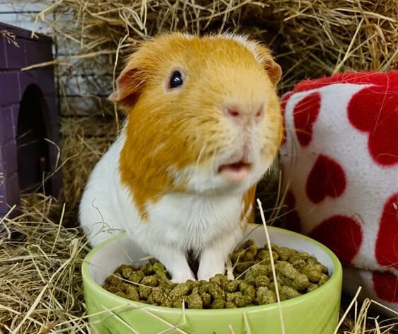 Guinea pig with feet in feeding bowl