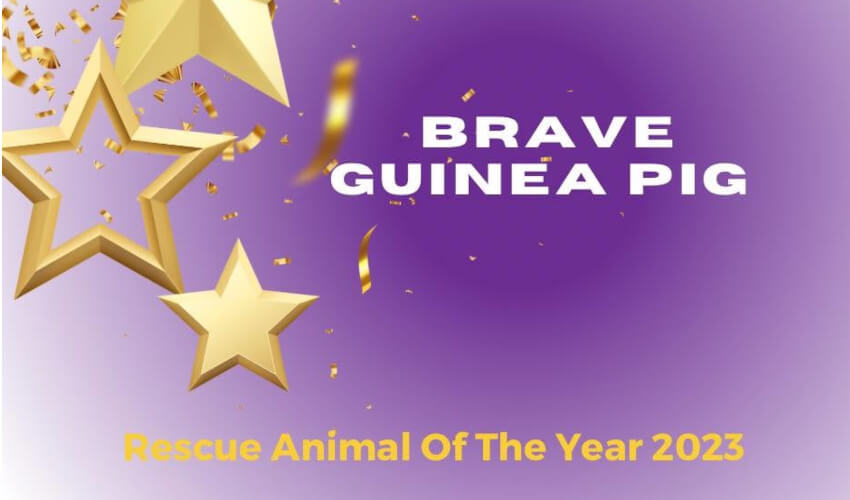 Rescue animal of the year poster