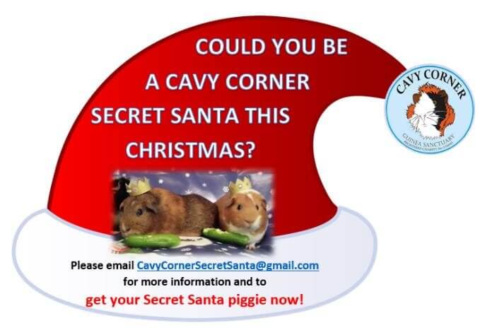 Cavy Corner Secret Santa hat