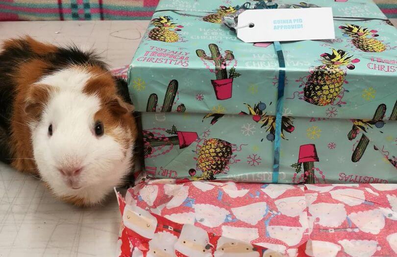 Guinea pig with Christmas parcels