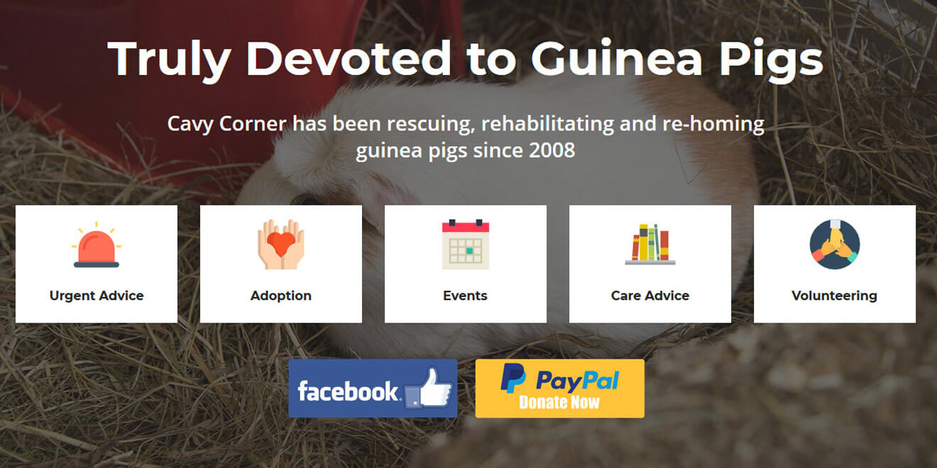 Screenshot of Cavy Corner website home page