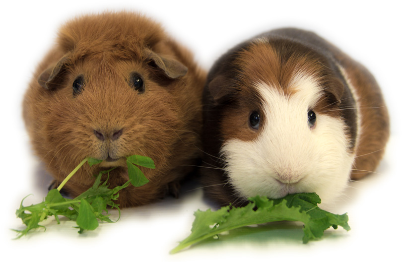 Petal & Mischief - Taken at Cavy Corner in February 2018