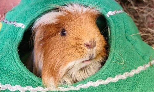 Rescued guinea pig Brave