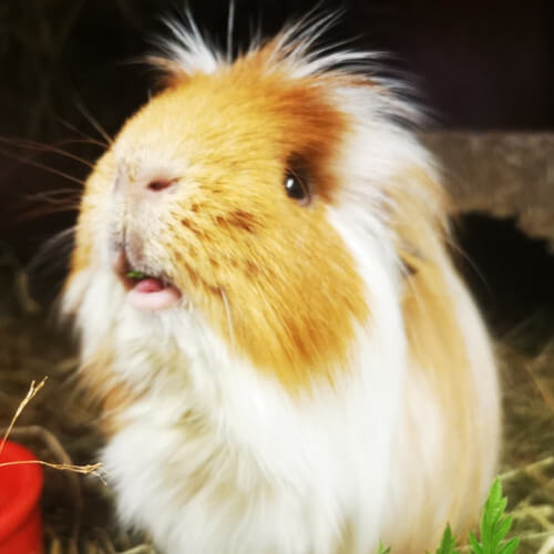 Rescued guinea pig Brave