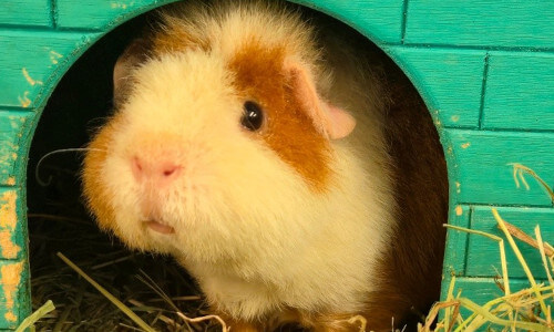 Rescued guinea pig Cookie