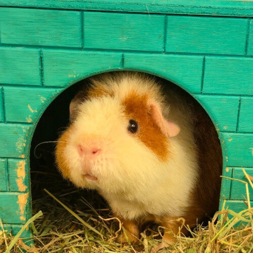 Rescued guinea pig Cookie