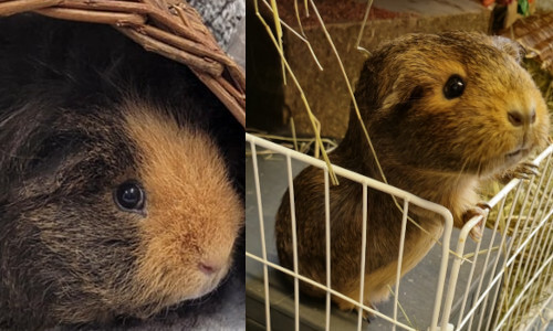 Rescued guinea pigs George and Ginny