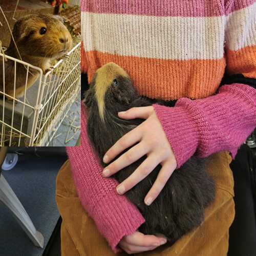 Rescued guinea pigs George and Ginny
