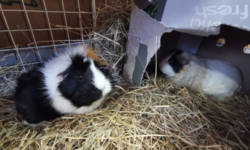 Rescued guinea pigs Hope and Charity