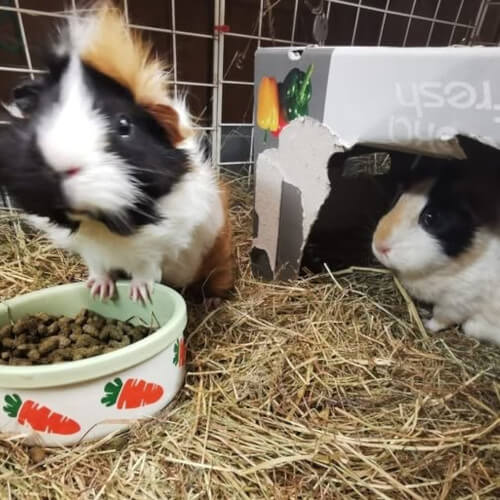 Rescued guinea pigs Hope and Charity
