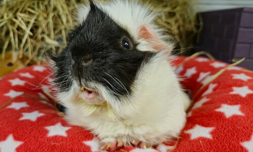 Rescued guinea pig Oliver Twist