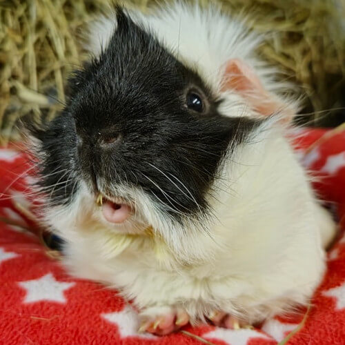 Rescued guinea pig Oliver Twist
