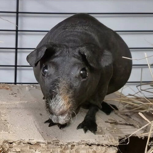 Rescued guinea pig Roo