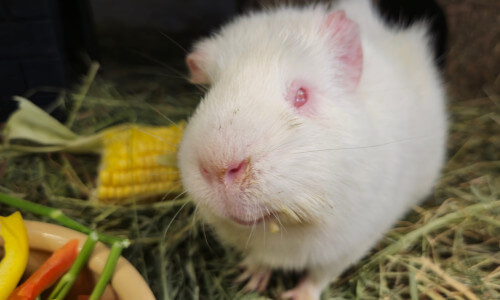 Rescued guinea pig snowy