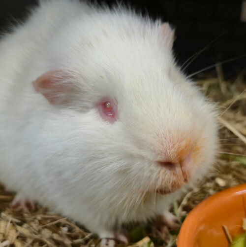 Rescued guinea pig snowy