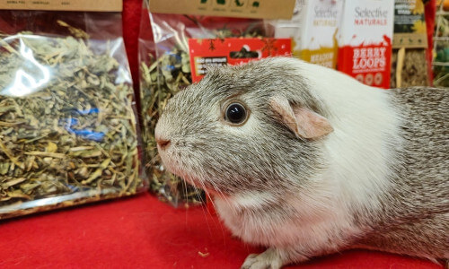 Rescued guinea pig Tweed