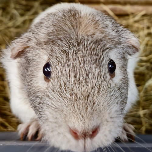 Rescued guinea pig Tweed