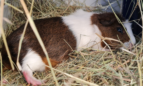 Rescued guinea pig Twiglet