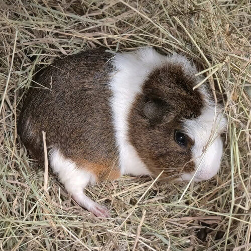 Rescued guinea pig Twiglet